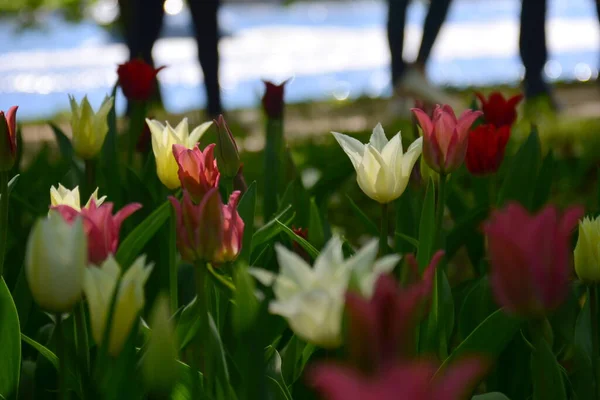 Prado de tulipas rosa. Primavera colorido buquê romântico — Fotografia de Stock