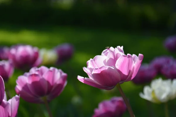 Prado de tulipas rosa. Primavera colorido buquê romântico — Fotografia de Stock