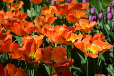 Pembe lale çayırı. Bahar rengarenk romantik buket