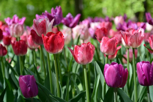 Prado de tulipas rosa. Primavera colorido buquê romântico — Fotografia de Stock