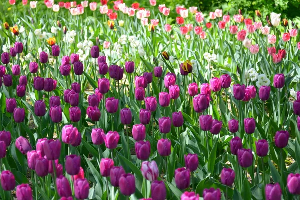 Prado de tulipas rosa. Primavera colorido buquê romântico — Fotografia de Stock