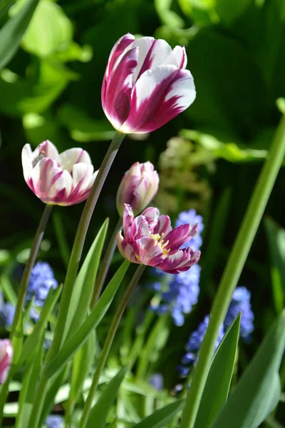 Prado de tulipas vermelhas. Primavera colorido buquê romântico — Fotografia de Stock
