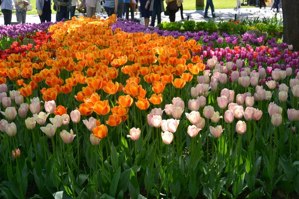 Red pink and orange tulips meadow. Spring colourful romantic bouquet — Fotografia de Stock