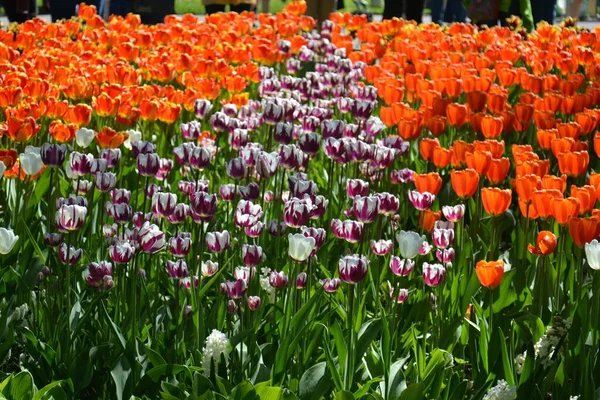 Pradera de tulipanes rojos y naranjas. Ramo romántico colorido de primavera —  Fotos de Stock