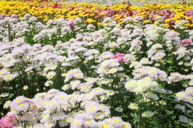 Bahçede çok renkli krizantem