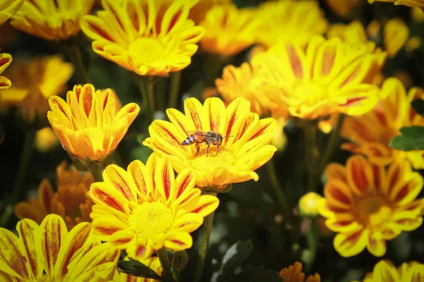 Abeja sobre crisantemo amarillo — Foto de Stock