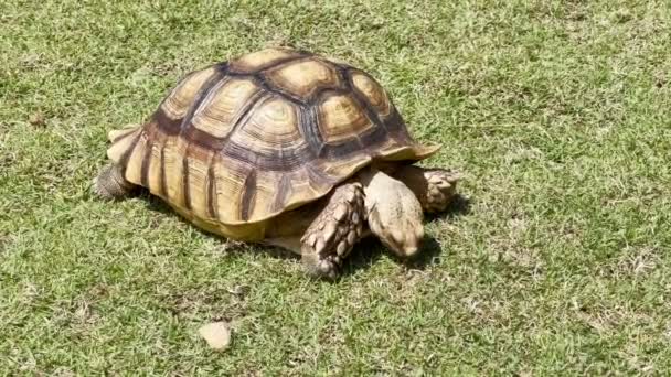 Bonito Sulcata Tartaruga Andando Grama Jardim Durante Dia Quente — Vídeo de Stock