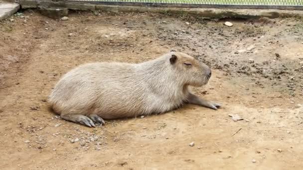 Capybara Trova Terra Durante Calda Giornata Capybara Trova Terra Durante — Video Stock