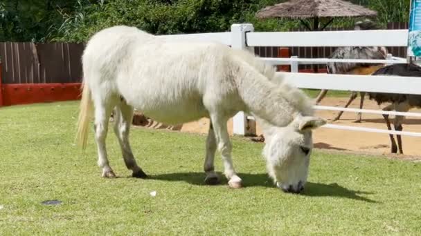 Een Schattig Klein Wit Paard Met Mooi Bont Staat Buiten — Stockvideo