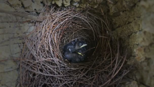 Tres Pajaritos Están Nido Esperando Comida Del Pájaro Madre — Vídeos de Stock
