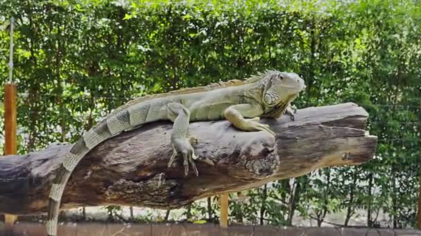 Zielona Iguana Gałęzi Tle Zielonych Liści — Wideo stockowe