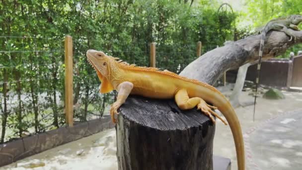 Gros Plan Iguane Orange Sur Une Branche Sur Fond Feuilles — Video