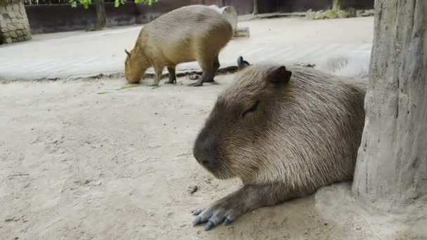 Capybara Egy Állatkertben Alszik Más Néven Egy Óriás Patkány — Stock videók