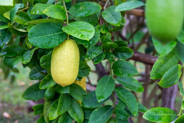 Mazzi Limoni Freschi Verdi Maturi Giardino Copia Spazio Sfondo — Foto Stock