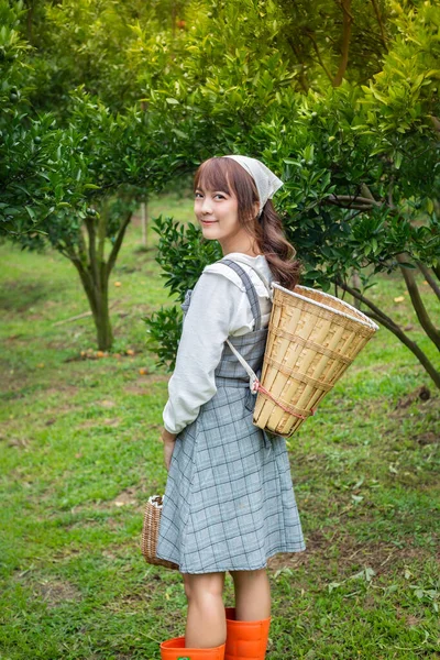 Elbiseli genç bir kadın bahçedeki ağaçlardan topladığı portakal sepetine elini sokuyor. Bahçede mutlu mesut çalışan çiftçi konsepti