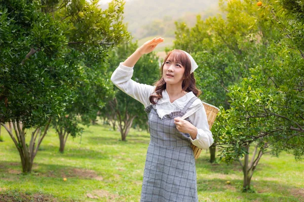 Sepetli bir biçerdöver içindeki genç kadın bahçede portakal toplamaya hazır. Bahçede mutlu mesut çalışan çiftçi konsepti