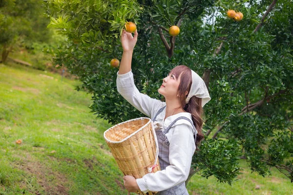 Elbiseli genç bir kadın bahçedeki ağaçlardan toplanan portakal sepetine elini koyuyor. Çiftçi konsepti bahçede mutlu mesut çalışıyor.