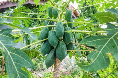 Ağaçta bir sürü çiğ papaya var. Papaya salatası yapmak için kullanılan popüler bir meyvedir ve Tayland 'ın ünlü bir yiyeceğidir..