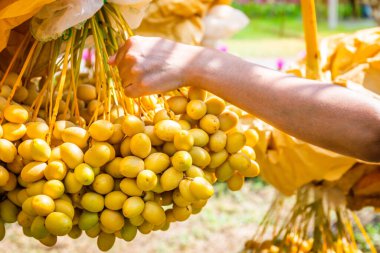 Ağaçta toplanmaya hazır bir sürü altın sarısı hurma var..