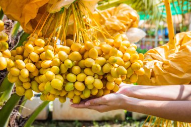 Ağaçta toplanmaya hazır bir sürü altın sarısı hurma var..
