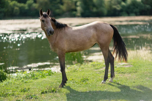 Beautiful brown wild horse standing near a pond. — Stock Photo, Image