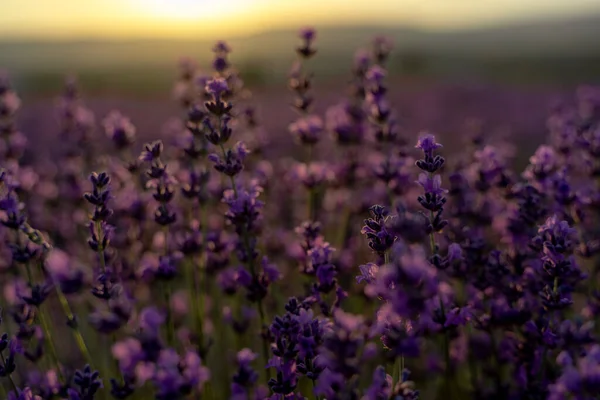 Лавандовый цветок крупным планом на лавандовом поле на фоне заката. — стоковое фото