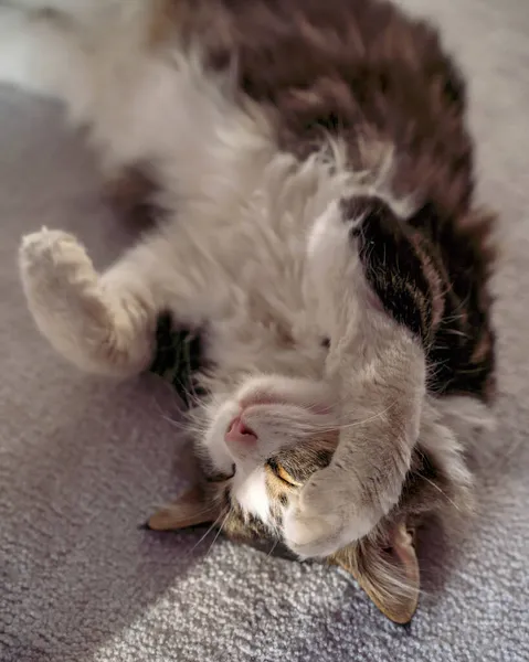 Perezoso tabby gato dormir en un silla en casa —  Fotos de Stock