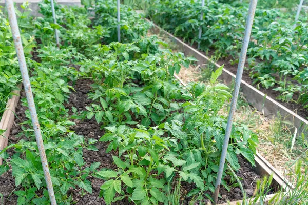 Plantas de tomate jóvenes en camas cercas elevadas. Agricultura, casa de campo, huerta. — Foto de Stock