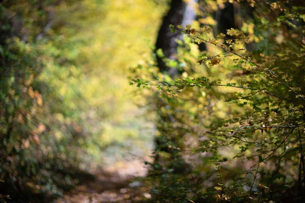 Fundo de bokeh de outono laranja da floresta da natureza fora de foco.Blured, elemento de design. Desfocado natural amarelo árvore fundo com raios de sol. — Fotografia de Stock