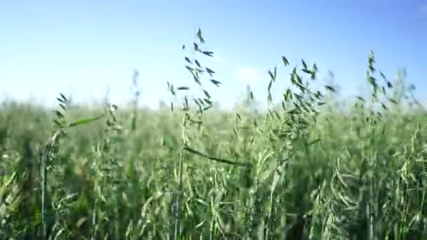 Agricultural background, green ears of oats sway in the wind on the field, close up — Stock Video