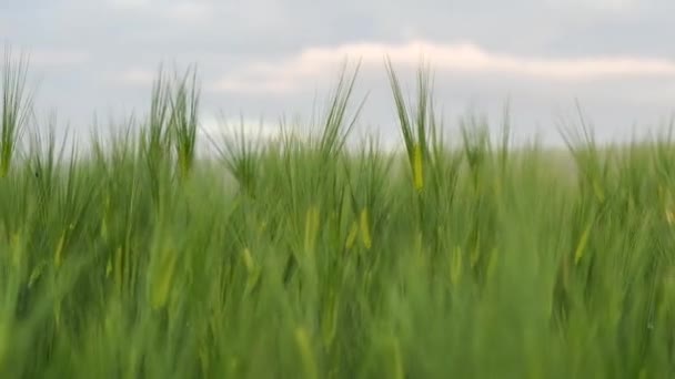 Zelené uši žita a pšenice se houpají v lehkém větru. Zemědělství, agrokulturní koncepce. — Stock video