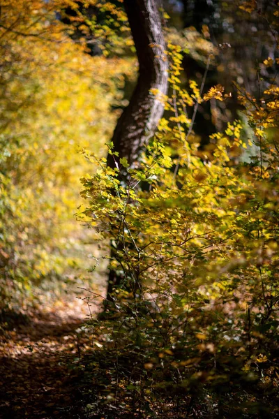Orange autumn bokeh background from nature forest out of focus.Blured,design element. Defocused natural yellow tree background with sun beams. — Stock Photo, Image
