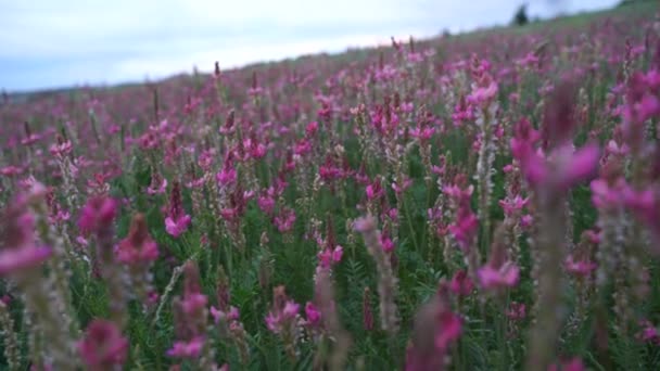 Videó egy virágzó mezőről rózsaszín szentfin virágokkal. Mezőgazdaság, — Stock videók