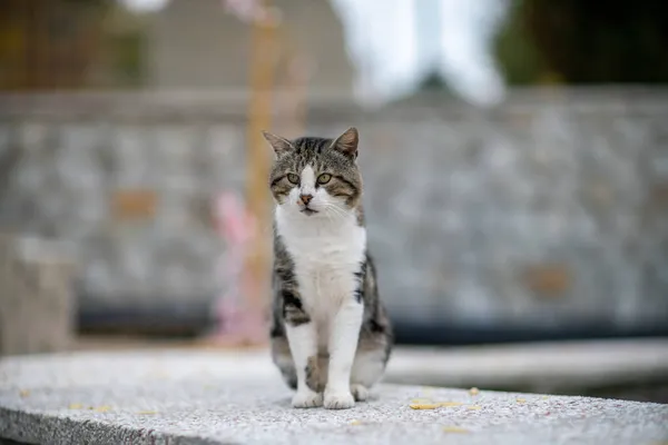 Beautiful gray cat sitting on the sidewalk in soft focus — Stock Photo, Image
