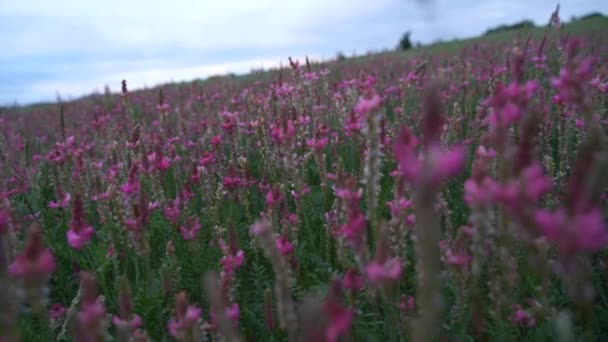 Βίντεο από ένα ανθισμένο πεδίο με ροζ λουλούδια Sainfoin. Γεωργία, — Αρχείο Βίντεο