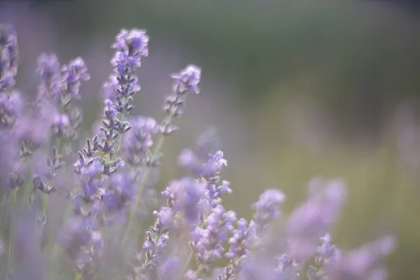 Лавандовое цветочное поле, цветущие фиолетовые ароматные цветы лаванды. Растущая лаванда, раскачивающаяся на ветру, уборка урожая, парфюмерный ингредиент, ароматерапия — стоковое фото
