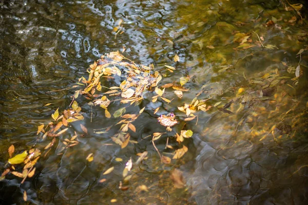 Яркие осенние листья в воде, природный фон. образ осенней атмосферы. осенний сезон. — стоковое фото