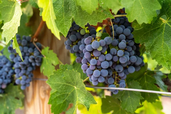 Uvas azules en un arbusto, finales del verano, fondo borroso, enfoque selectivo. — Foto de Stock