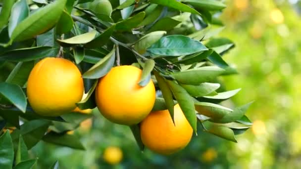 Wideo dojrzałe soczyste pomarańcze na drzewie w sadzie cytrusowym, selektywne skupienie. Mandarynka, pomarańcze. świeże dojrzałe owoce na drzewie. — Wideo stockowe