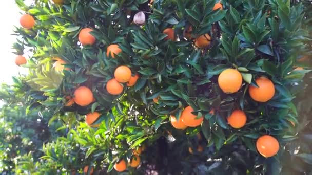 Video naranjas dulces jugosas maduras en un árbol en un huerto de cítricos, enfoque selectivo. Mandarina, naranjas. fruta fresca madura en el árbol. — Vídeos de Stock