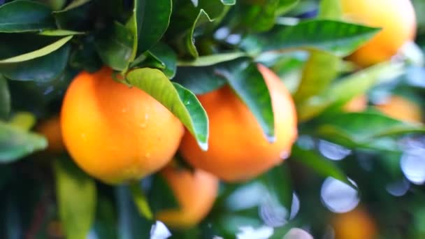 Vídeo laranjas doces suculentas maduras em uma árvore em um pomar cítrico, foco seletivo. Tangerina, laranjas. fruta madura fresca na árvore. — Vídeo de Stock