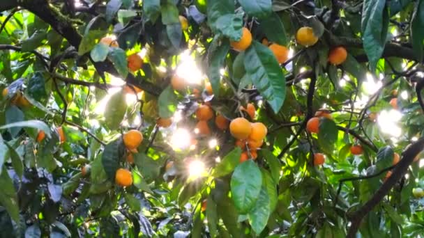 Dojrzałe soczyste słodkie mandarynki na drzewie w sadzie cytrusowym, wybiórcze skupienie. mandarynka, pomarańcze. świeże dojrzałe owoce na drzewie — Wideo stockowe