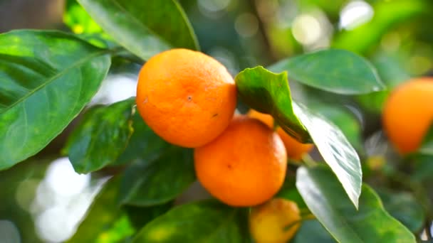 Mandarines sucrées juteuses mûres sur un arbre dans un verger d'agrumes, foyer sélectif. mandarine, oranges. fruits frais mûrs sur un arbre — Video