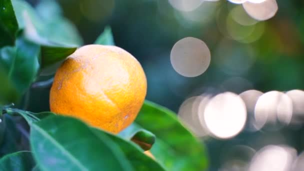 Mandarinas doces suculentas maduras em uma árvore em um pomar cítrico, foco seletivo. tangerina, laranjas. fruta madura fresca em uma árvore — Vídeo de Stock