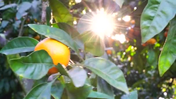 Reife saftige süße Mandarinen auf einem Baum in einem Zitrusgarten, selektiver Fokus. Mandarine, Orangen. frische reife Früchte auf einem Baum — Stockvideo