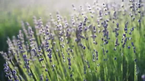 Campos de flor de lavanda que florecen fragantes en filas interminables al atardecer. Enfoque selectivo en arbustos de flores fragantes de color púrpura lavanda en los campos de lavanda. — Vídeos de Stock