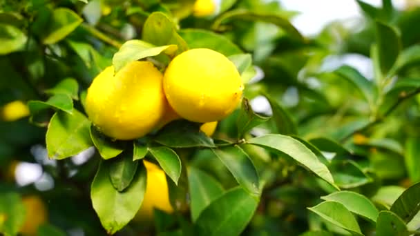 Reife saftige süße Mandarinen auf einem Baum in einem Zitrusgarten, selektiver Fokus. Mandarine, Orangen. frische reife Früchte auf einem Baum — Stockvideo
