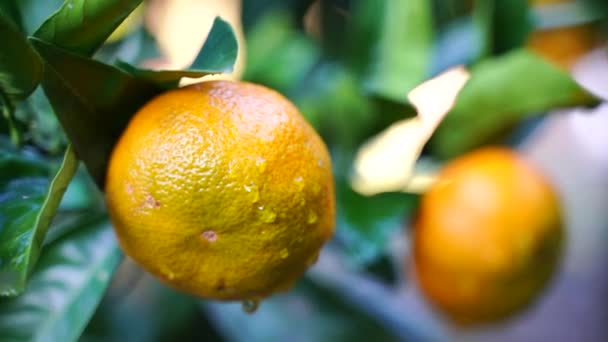 Mandarinas dulces jugosas maduras en un árbol en un huerto de cítricos, enfoque selectivo. mandarina, naranjas. fruta fresca madura en un árbol — Vídeos de Stock