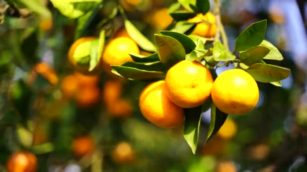 Ripe juicy sweet mandarins on a tree in a citrus orchard, selective focus. tangerine, oranges. fresh ripe fruit on a tree — Stock Video