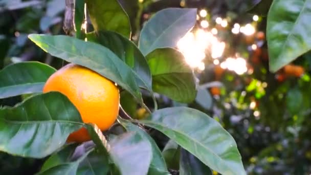 Mandarinas dulces jugosas maduras en un árbol en un jardín de cítricos, enfoque selectivo. Los rayos del sol están brillando. mandarina, naranjas. frutas frescas maduras en el árbol — Vídeo de stock